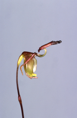 APII jpeg image of Caleana parvula  © contact APII