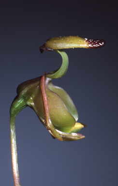 APII jpeg image of Caleana terminalis  © contact APII