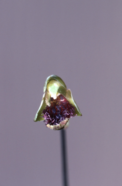 APII jpeg image of Calochilus ammobius  © contact APII