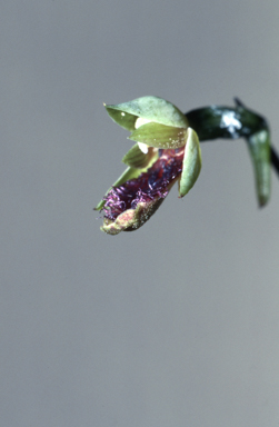 APII jpeg image of Calochilus ammobius  © contact APII