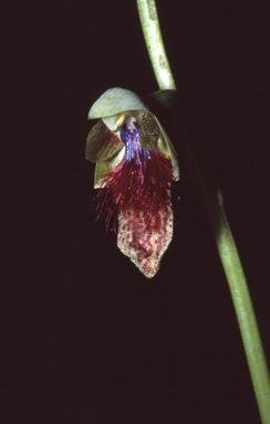 APII jpeg image of Calochilus caeruleus  © contact APII