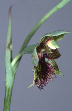 APII jpeg image of Calochilus campestris  © contact APII