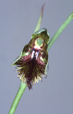 APII jpeg image of Calochilus campestris  © contact APII