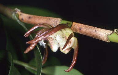 APII jpeg image of Grastidium cancroides  © contact APII