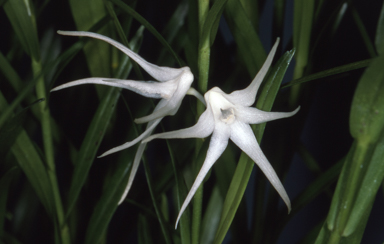 APII jpeg image of Grastidium tozerense  © contact APII