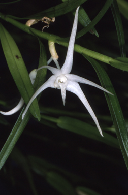 APII jpeg image of Grastidium tozerense  © contact APII