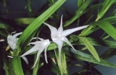 APII jpeg image of Grastidium tozerense  © contact APII