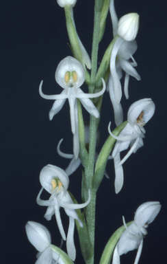 APII jpeg image of Pecteilis propinquior  © contact APII