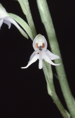 APII jpeg image of Habenaria vatia  © contact APII