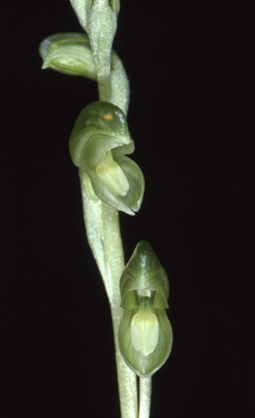 APII jpeg image of Hymenochilus muticus  © contact APII