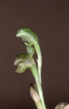 APII jpeg image of Hymenochilus crassicaulis  © contact APII