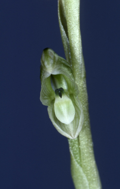 APII jpeg image of Hymenochilus crassicaulis  © contact APII