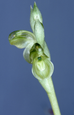 APII jpeg image of Hymenochilus wapstrarum  © contact APII