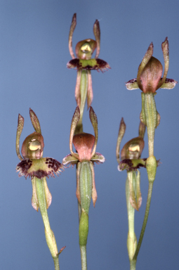 APII jpeg image of Leporella fimbriata  © contact APII