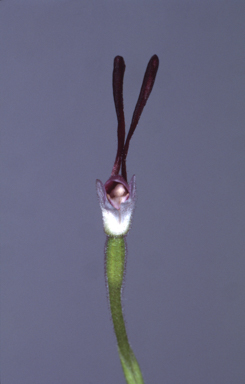 APII jpeg image of Leptoceras menziesii  © contact APII