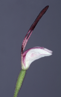 APII jpeg image of Leptoceras menziesii  © contact APII