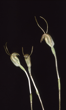 APII jpeg image of Diplodium setulosum  © contact APII