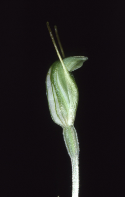 APII jpeg image of Pterostylis nana  © contact APII