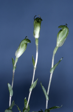APII jpeg image of Pterostylis voigtii  © contact APII