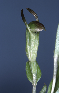 APII jpeg image of Pterostylis nana  © contact APII