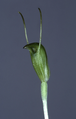 APII jpeg image of Diplodium nanum  © contact APII