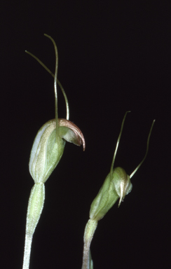 APII jpeg image of Pterostylis crispula  © contact APII