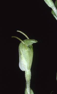 APII jpeg image of Linguella ectypha  © contact APII