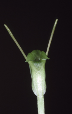 APII jpeg image of Pterostylis pyramidalis  © contact APII