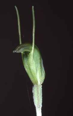 APII jpeg image of Pterostylis nana  © contact APII