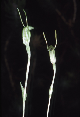 APII jpeg image of Pterostylis scitula  © contact APII