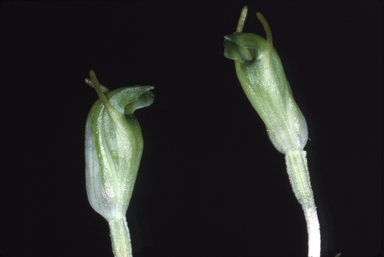 APII jpeg image of Pterostylis brevisepala  © contact APII