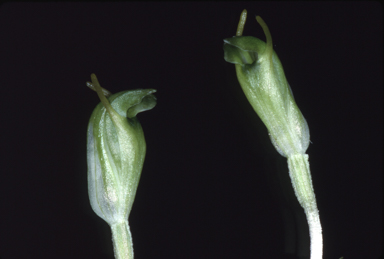 APII jpeg image of Pterostylis brevisepala  © contact APII