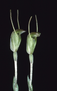 APII jpeg image of Pterostylis nana  © contact APII