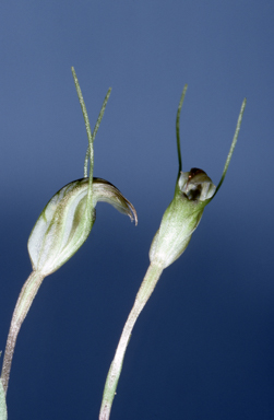 APII jpeg image of Diplodium parvum  © contact APII