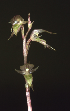 APII jpeg image of Acianthus fornicatus  © contact APII