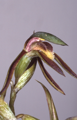 APII jpeg image of Lyperanthus serratus  © contact APII