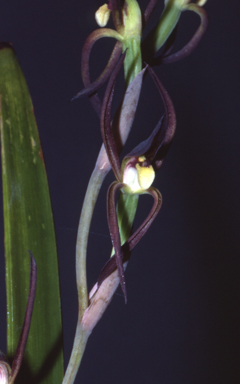 APII jpeg image of Lyperanthus suaveolens  © contact APII