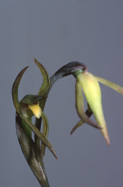 APII jpeg image of Lyperanthus suaveolens  © contact APII