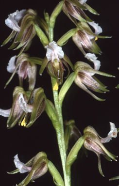 APII jpeg image of Prasophyllum parvifolium  © contact APII