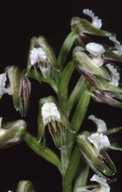 APII jpeg image of Prasophyllum parvifolium  © contact APII