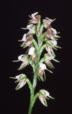 APII jpeg image of Prasophyllum parvifolium  © contact APII