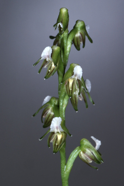 APII jpeg image of Prasophyllum parvifolium  © contact APII