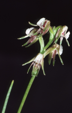 APII jpeg image of Prasophyllum parvifolium  © contact APII