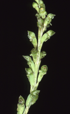 APII jpeg image of Microtis rara  © contact APII