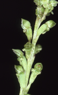 APII jpeg image of Microtis rara  © contact APII