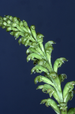 APII jpeg image of Microtis media  © contact APII