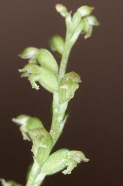 APII jpeg image of Microtis media subsp. quadrata  © contact APII