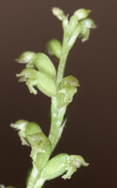 APII jpeg image of Microtis media subsp. quadrata  © contact APII