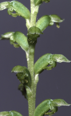 APII jpeg image of Microtis eremicola  © contact APII