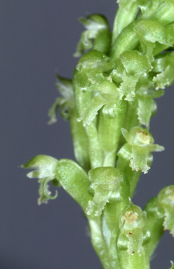 APII jpeg image of Microtis quadrata  © contact APII